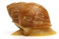 Scutalus tupacii semiadult